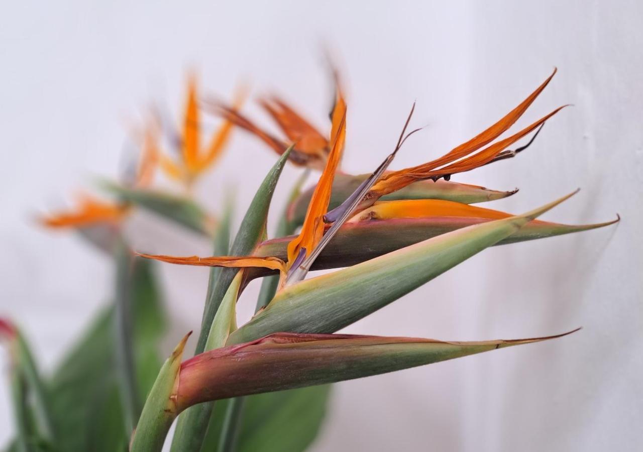 Casa De Las Flores - Hotel Boutique Lanzarote Teguise  Dış mekan fotoğraf